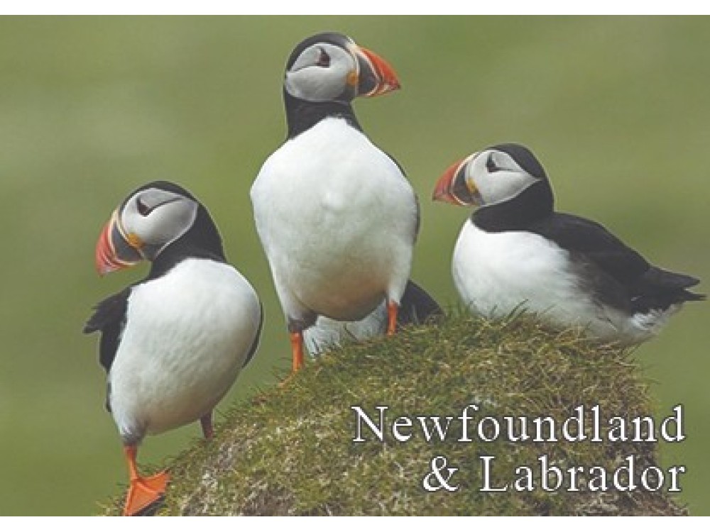 NFLD 3 Puffin Magnet