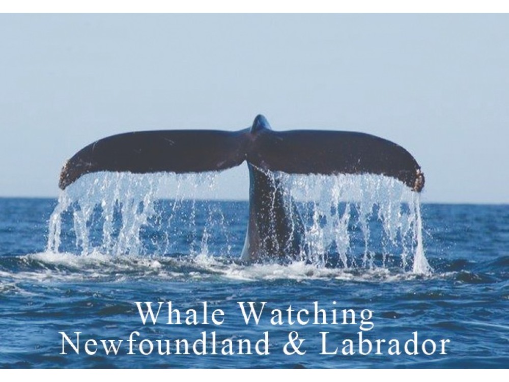 NFLD Whale Tail Magnet