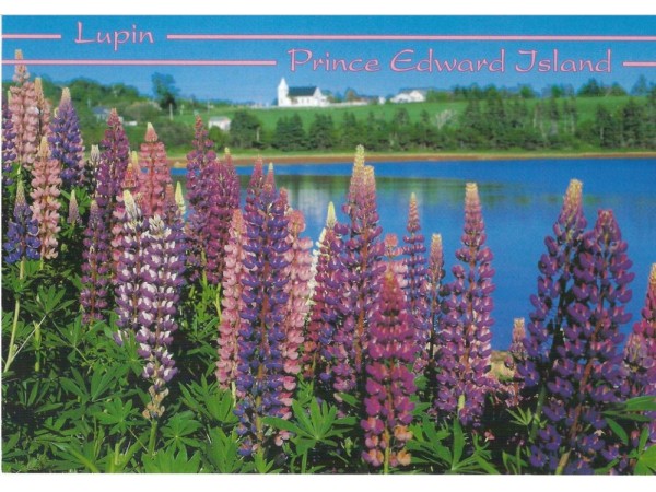 Lupins Postcard 5x7