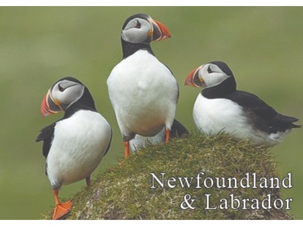 NFLD 3 Puffin Magnet