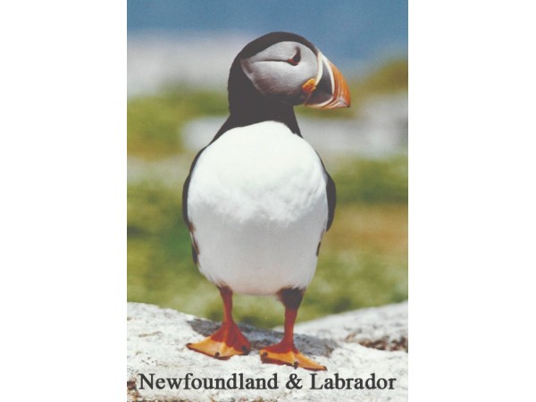 NFLD Puffin Magnet